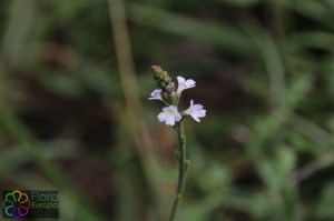 Verbena officinalis